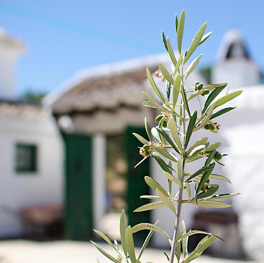 فيلا Cortijo Alzamigaja أرشذونة المظهر الخارجي الصورة